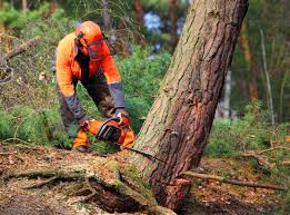 Best Seasonal Cleanup (Spring/Fall)  in Fuller Heights, FL