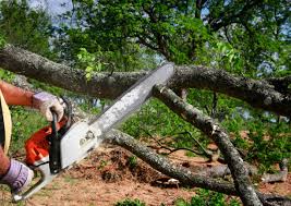 Best Stump Grinding and Removal  in Fuller Heights, FL