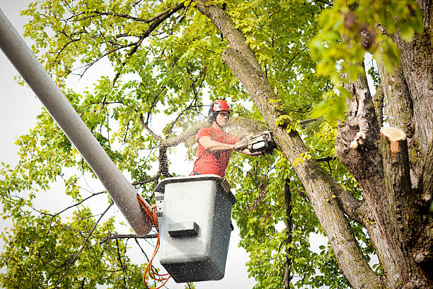 Best Palm Tree Trimming  in Fuller Heights, FL